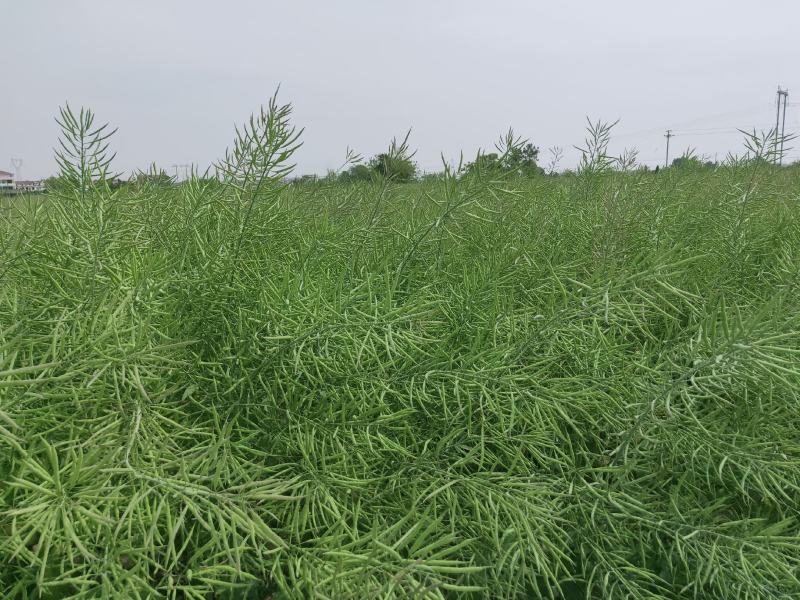 自产自销大量出售油菜籽，出油率高，欢迎各位老板前来采购。