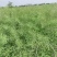 自产自销大量出售油菜籽，出油率高，欢迎各位老板前来采购。
