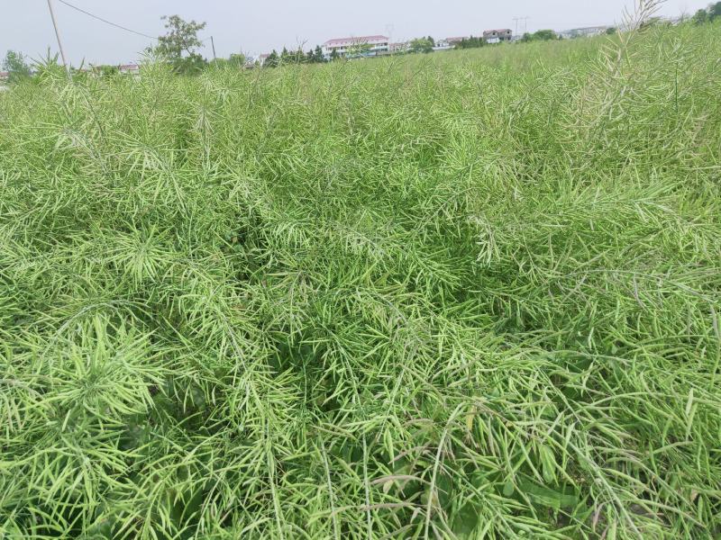 自产自销大量出售油菜籽，出油率高，欢迎各位老板前来采购。