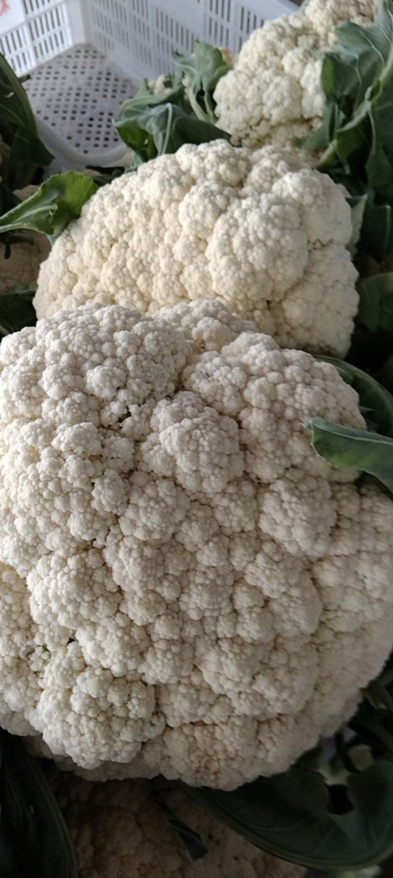 湖北省天门市有机花菜大量上市中需要的老板联系望长期合作。