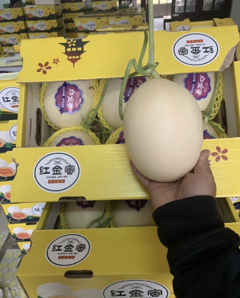 红金密甜瓜翠梨甜瓜白里透红实力代办代发全国