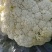 精品大棚菜花上市，欢迎各位老板前来收购，量大从优