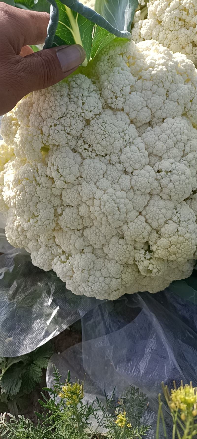 精品大棚菜花上市，欢迎各位老板前来收购，量大从优