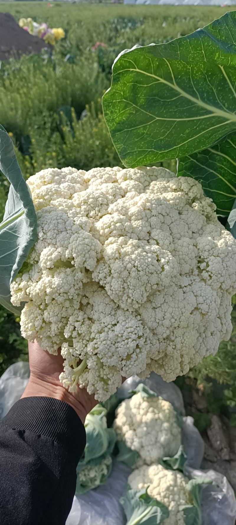 精品大棚菜花上市，欢迎各位老板前来收购，量大从优