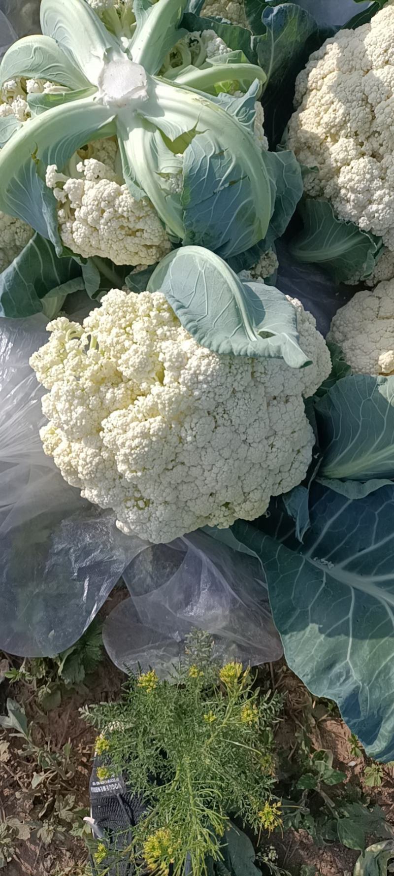 精品大棚菜花上市，欢迎各位老板前来收购，量大从优