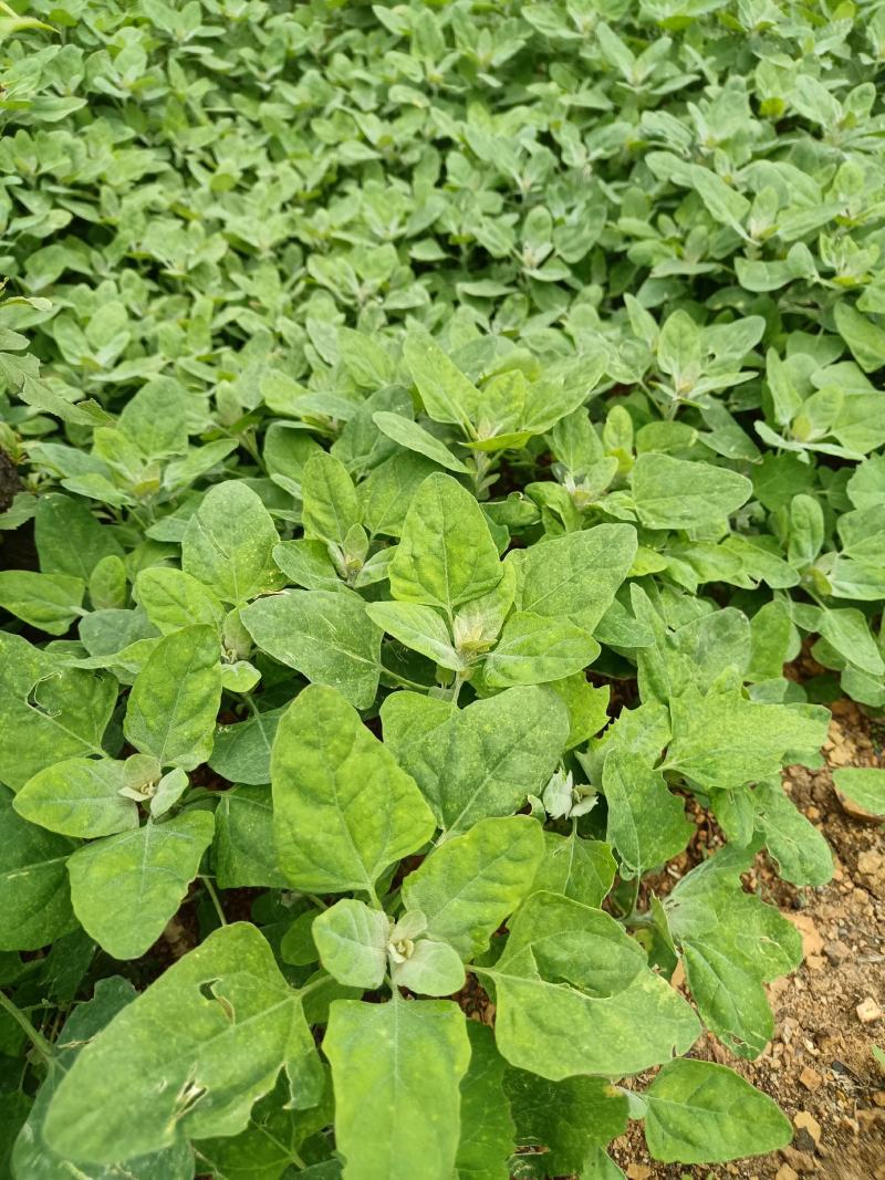 灰灰菜灰条菜大量上市新鲜产品