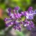 紫丁香苗丁香花（大叶丁香）.四季丁香暴马丁香