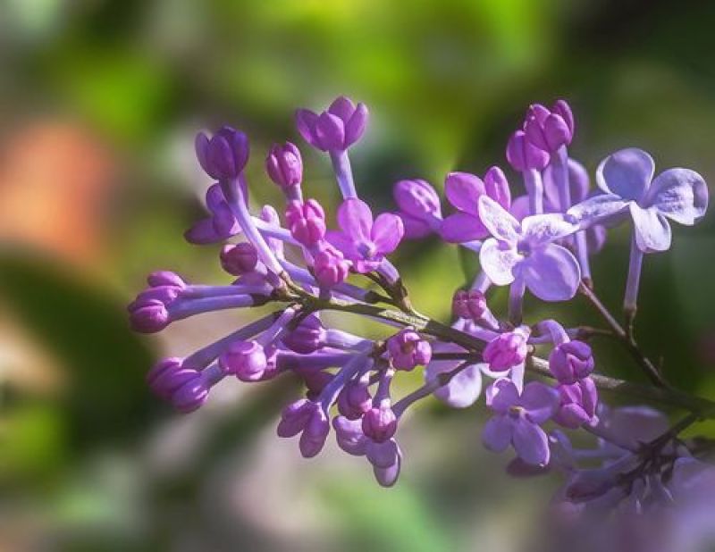 紫丁香苗丁香花（大叶丁香）.四季丁香暴马丁香