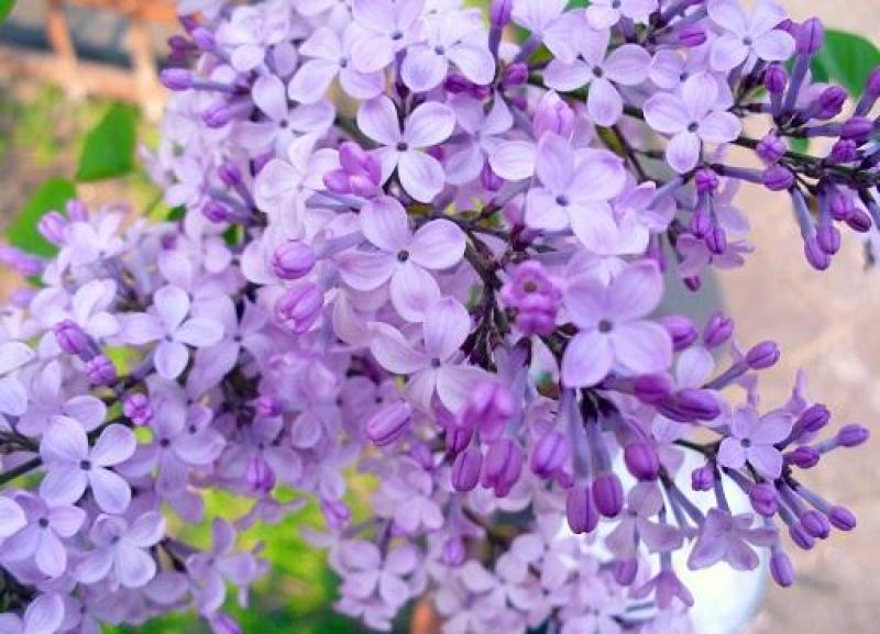 紫丁香苗丁香花（大叶丁香）.四季丁香暴马丁香