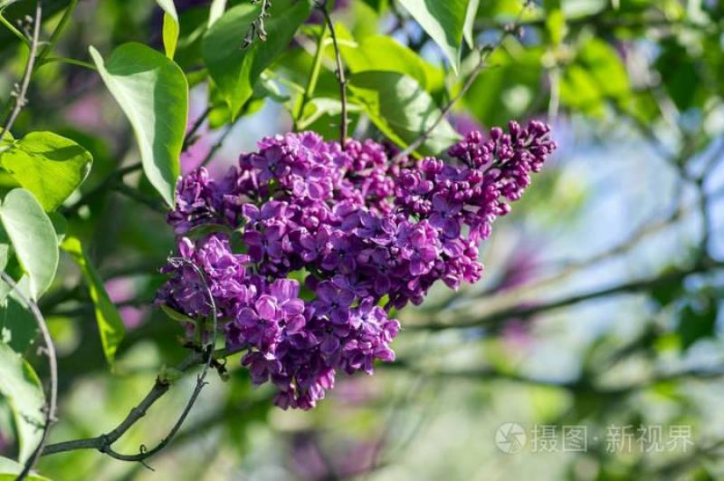 紫丁香苗丁香花（大叶丁香）.四季丁香暴马丁香