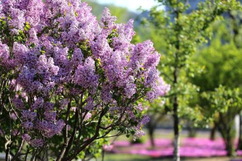 紫丁香苗丁香花（大叶丁香）.四季丁香暴马丁香