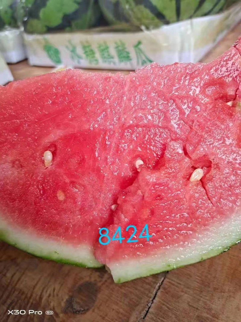 美都西瓜，麒麟西瓜8424西瓜欢迎前来选购