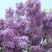 紫丁香苗丁香花（大叶丁香）.四季丁香暴马丁香