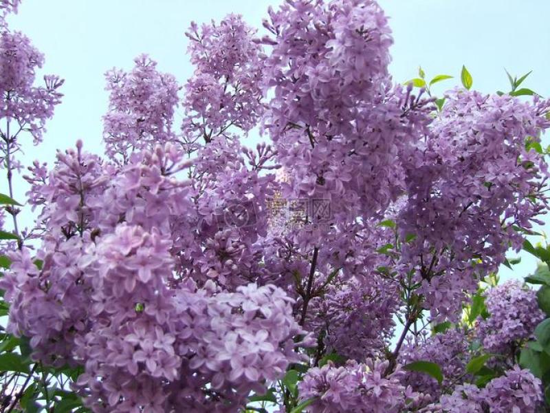 紫丁香苗丁香花（大叶丁香）.四季丁香暴马丁香