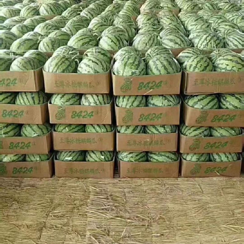 美都西瓜，麒麟西瓜8424西瓜欢迎前来选购