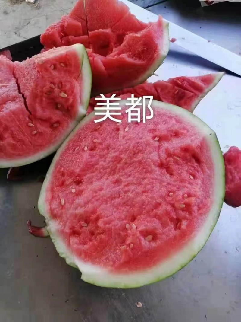 美都西瓜，麒麟西瓜8424西瓜欢迎前来选购