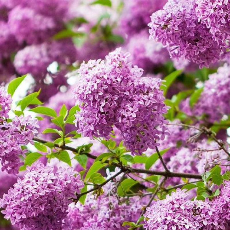 紫丁香苗丁香花（大叶丁香）.四季丁香暴马丁香