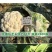 夏宝泰国耐热改良白紧菜花心叶合包免盖椰菜种子白紧花