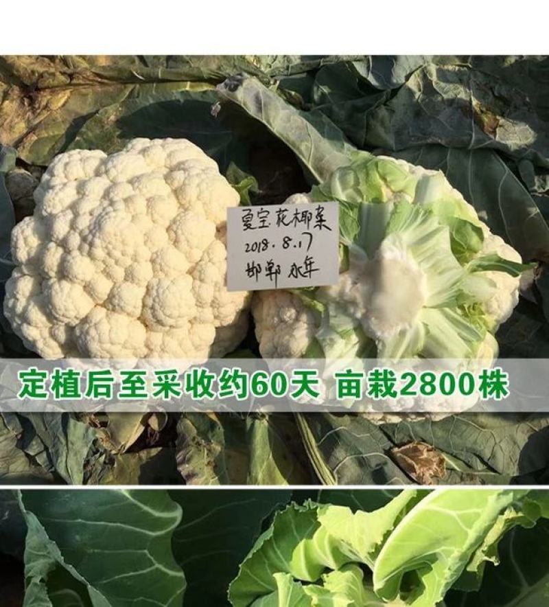 夏宝泰国耐热改良白紧菜花心叶合包免盖椰菜种子白紧花