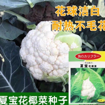 夏宝泰国耐热改良白紧菜花心叶合包免盖椰菜种子白紧花