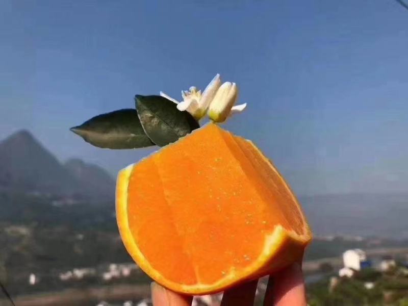 湖北秭归伦晚橙子，产地直销，商超质量，欢迎进店选购