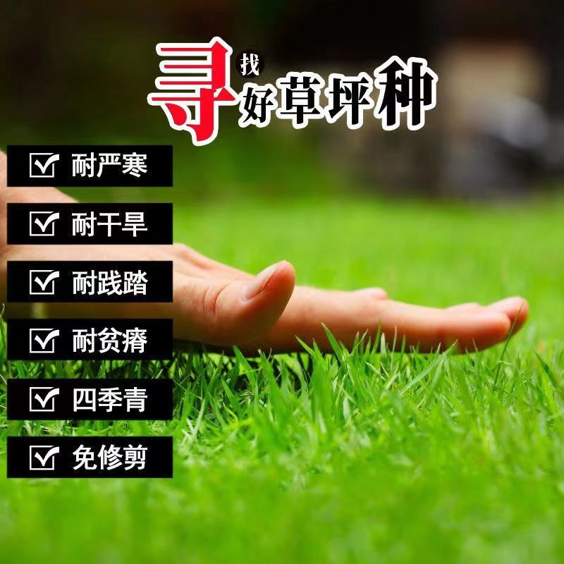 草坪种子草籽，混播四季青种子草籽，护坡绿化草坪种子批发