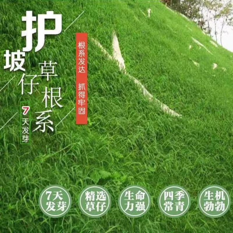 草坪种子草籽，混播四季青种子草籽，护坡绿化草坪种子批发