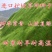 草坪种子草籽，混播四季青种子草籽，护坡绿化草坪种子批发