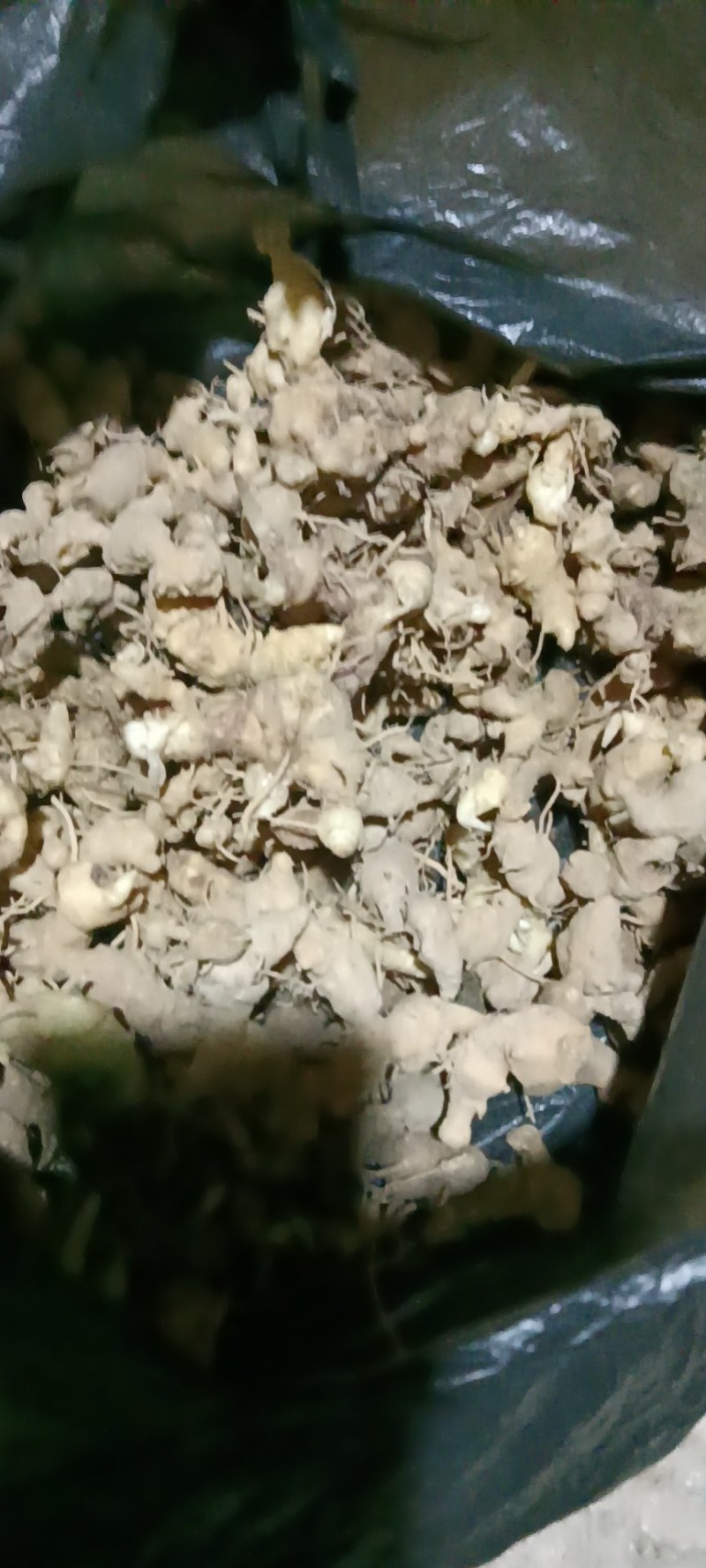 野生黄精