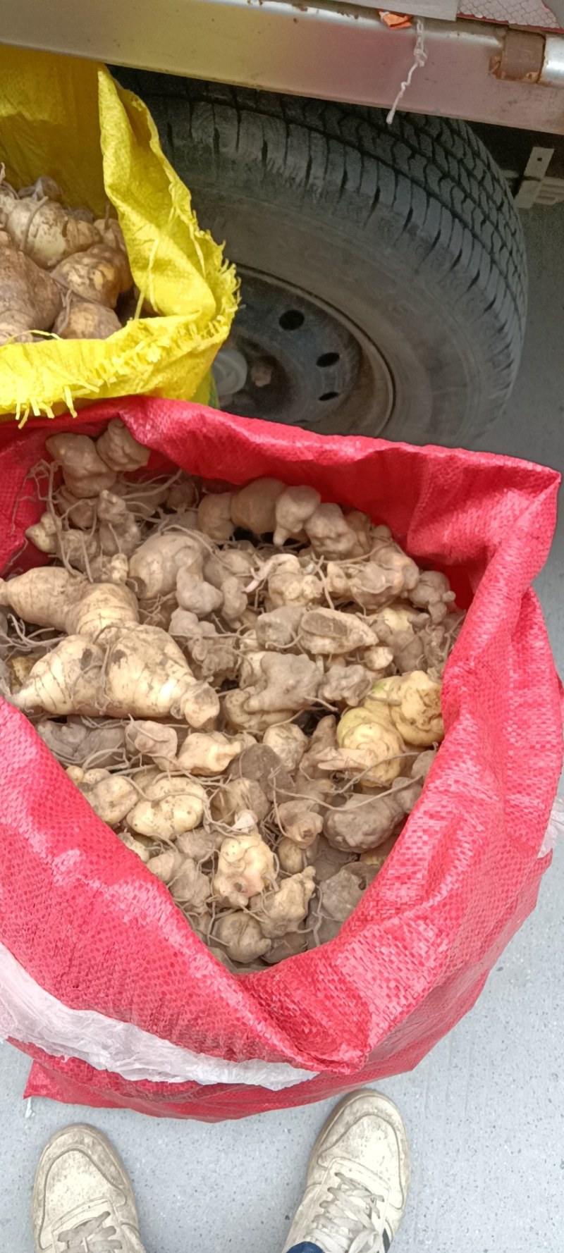 野生黄精