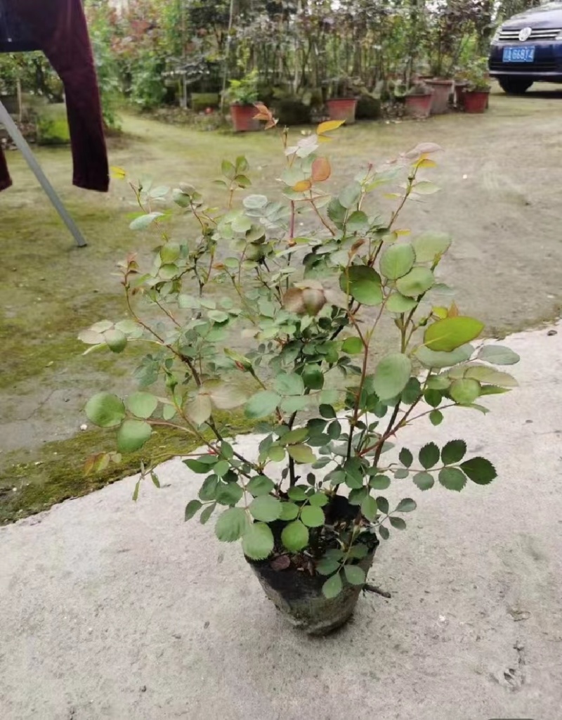 双色杯玫瑰月季好货玫瑰月季基地种植批发欢迎咨询了解