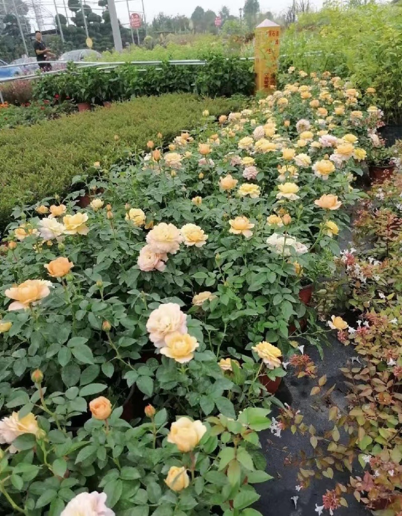 双色杯玫瑰月季好货玫瑰月季基地种植批发欢迎咨询了解