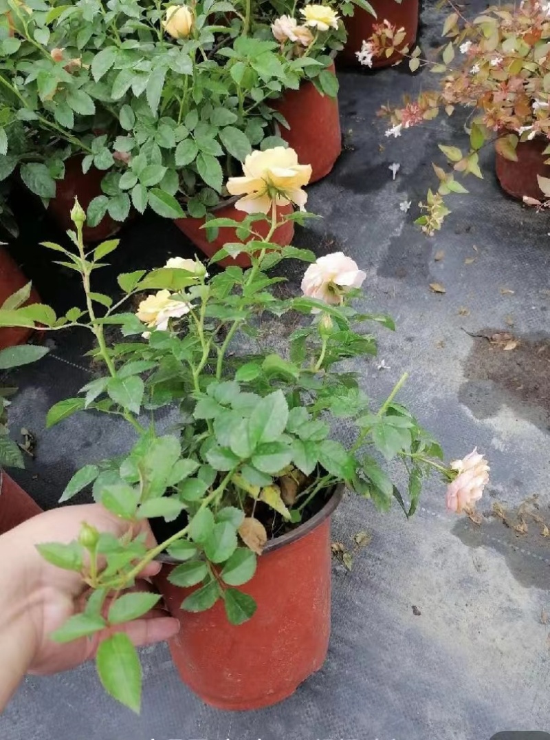 双色杯玫瑰月季好货玫瑰月季基地种植批发欢迎咨询了解