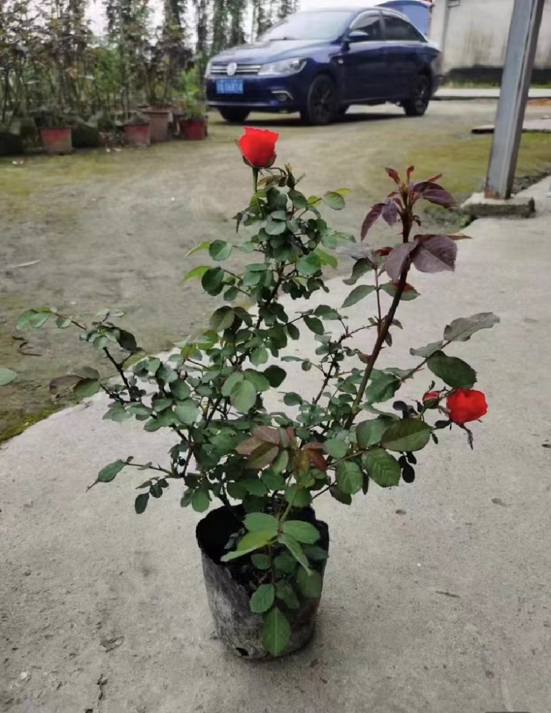 双色杯玫瑰月季好货玫瑰月季基地种植批发欢迎咨询了解