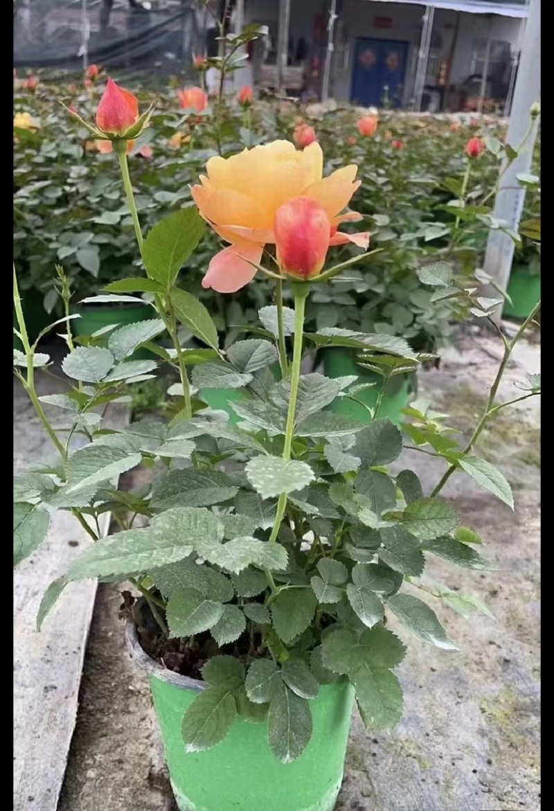 双色杯玫瑰月季好货玫瑰月季基地种植批发欢迎咨询了解