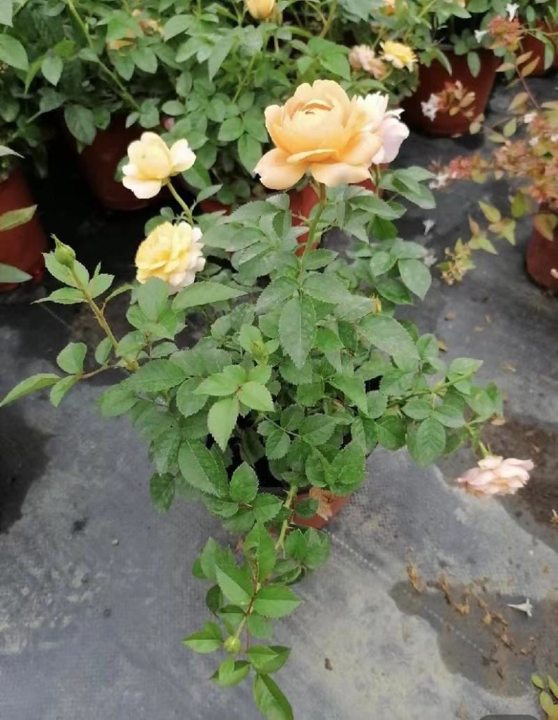 双色杯玫瑰月季好货玫瑰月季基地种植批发欢迎咨询了解