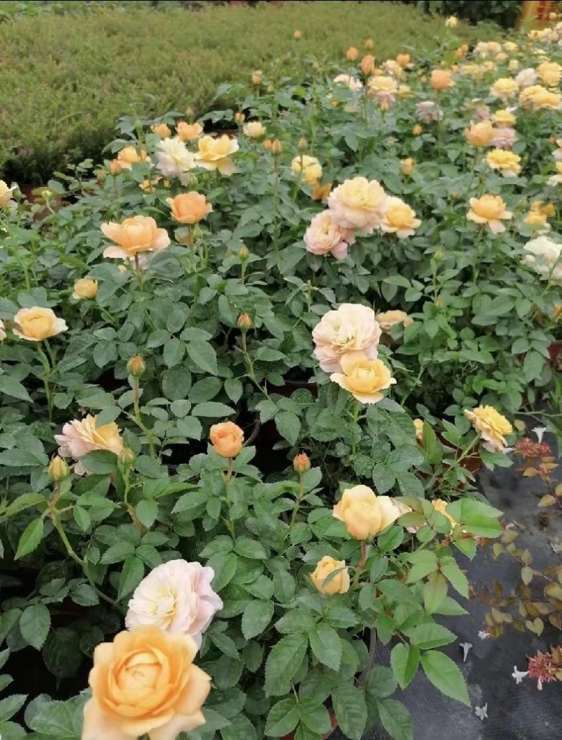 双色杯玫瑰月季好货玫瑰月季基地种植批发欢迎咨询了解
