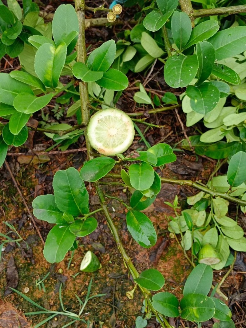 广东香水高压苗