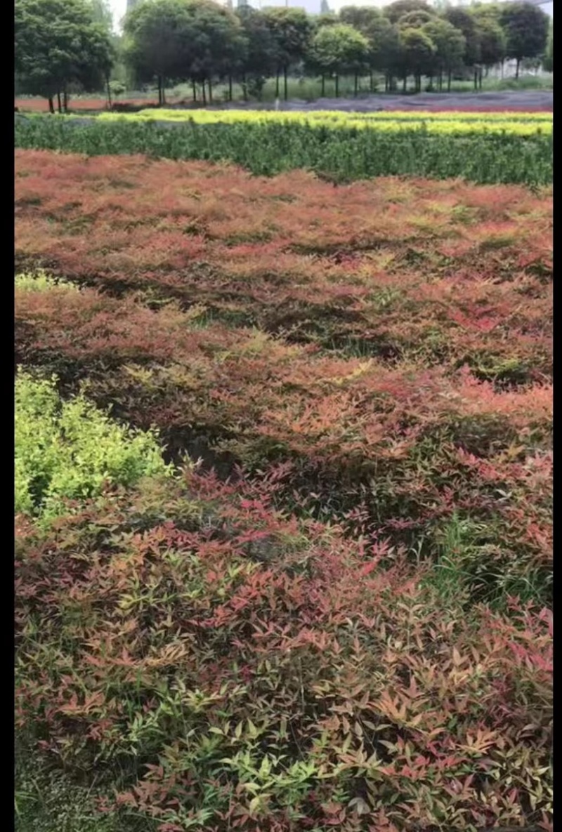 南天竹价格低，成都南天竹基地，南天竹自家苗圃