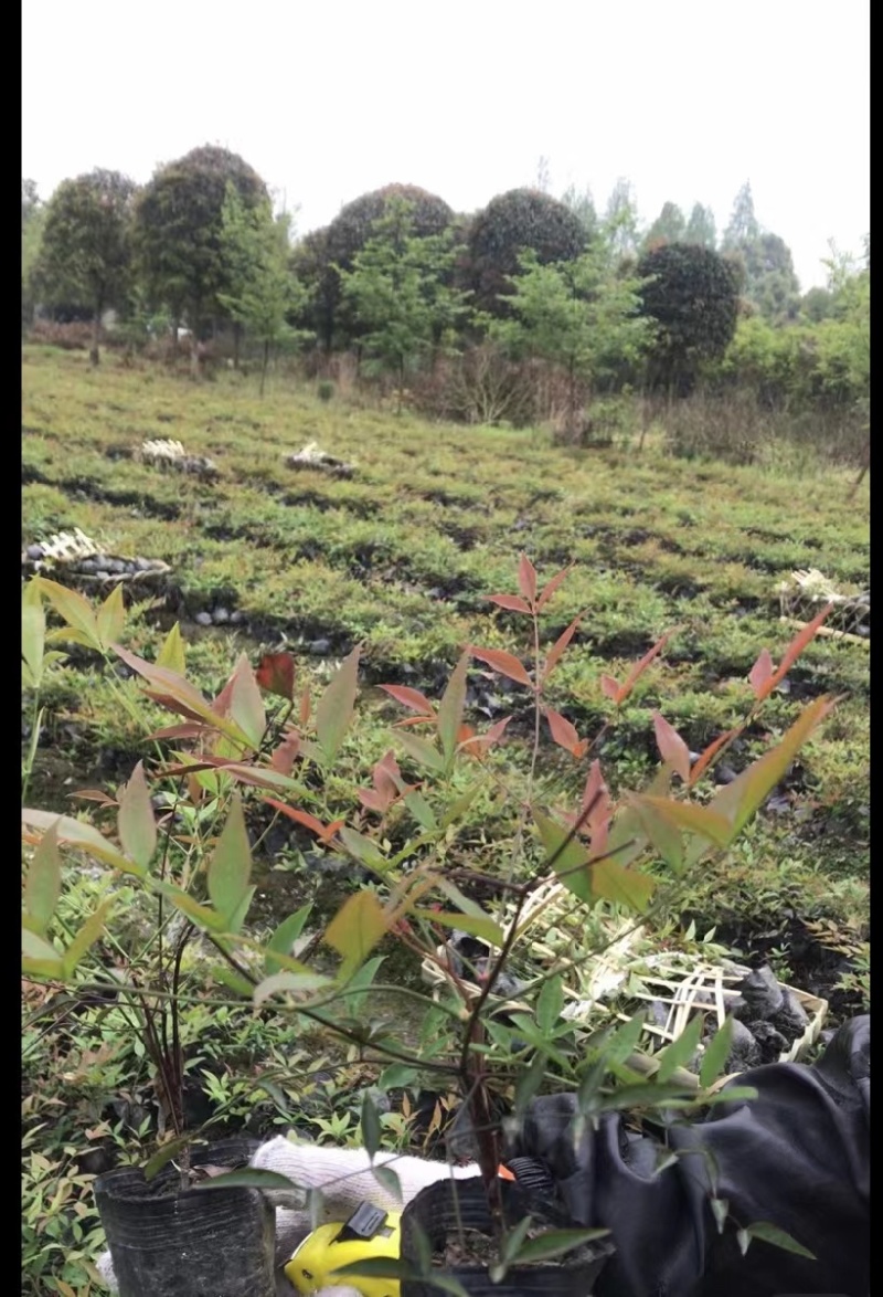 南天竹价格低，成都南天竹基地，南天竹自家苗圃
