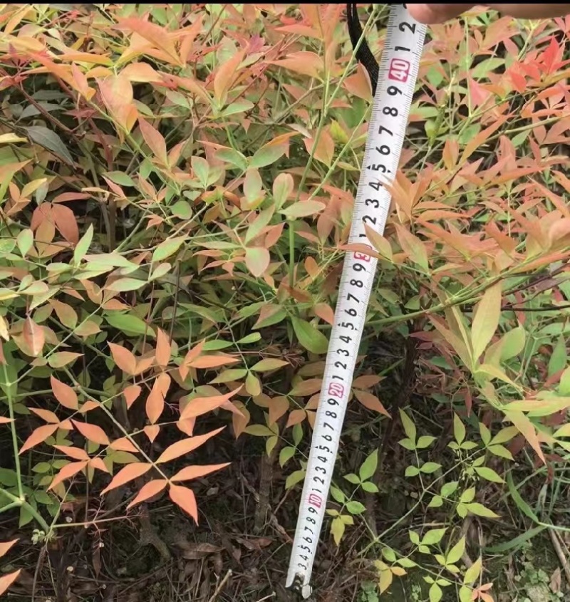 南天竹价格低，成都南天竹基地，南天竹自家苗圃