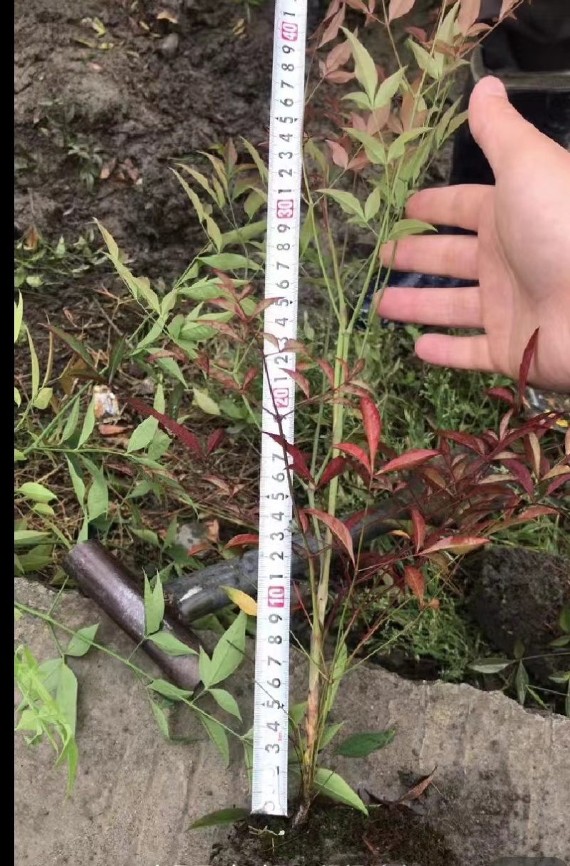 南天竹价格低，成都南天竹基地，南天竹自家苗圃