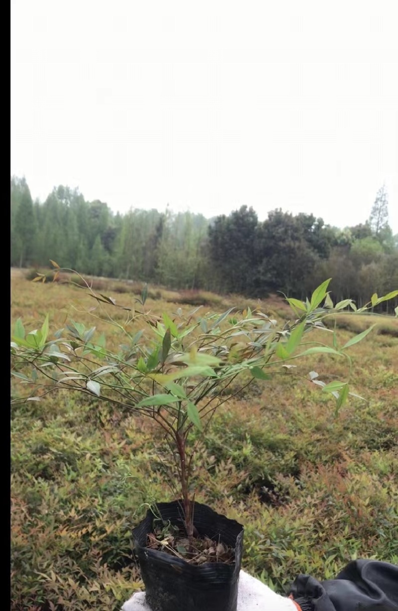 南天竹价格低，成都南天竹基地，南天竹自家苗圃