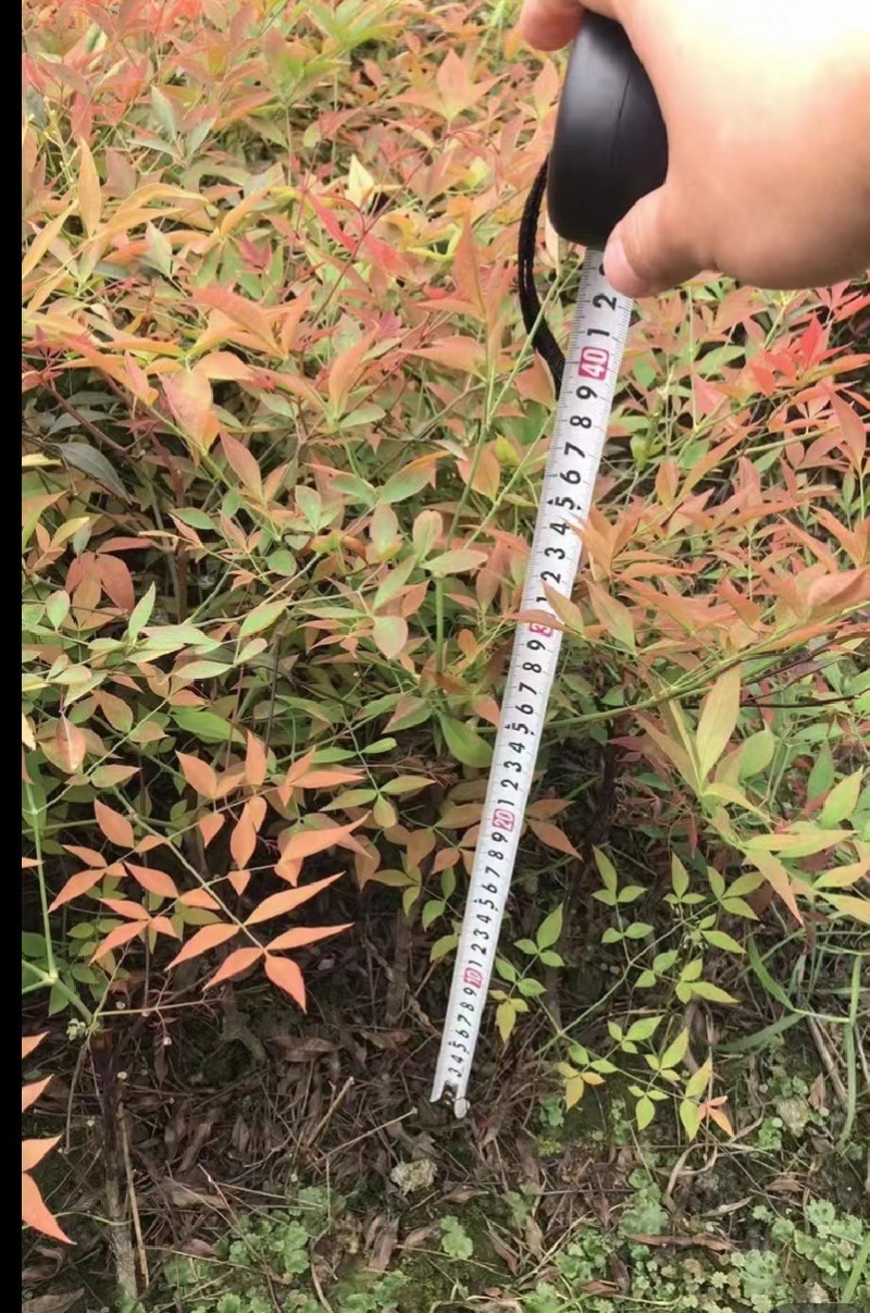 南天竹价格低，成都南天竹基地，南天竹自家苗圃