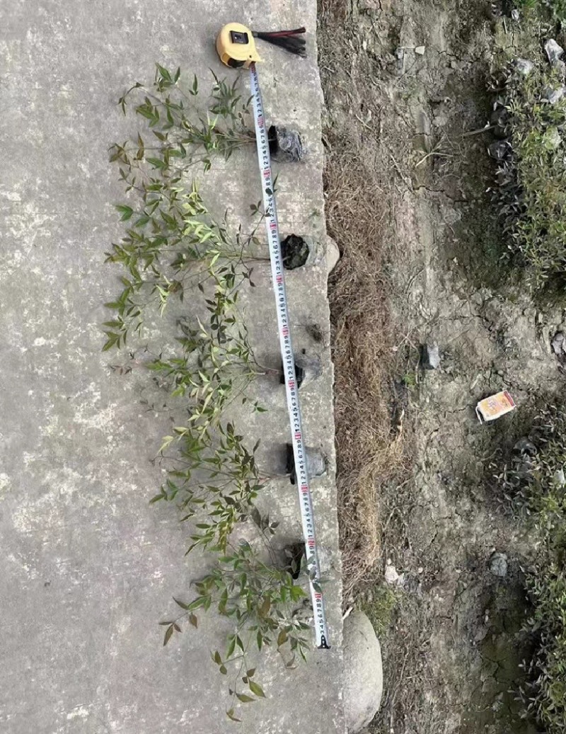 南天竹价格低，成都南天竹基地，南天竹自家苗圃