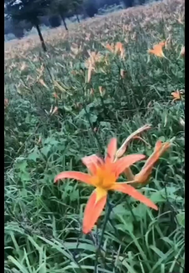 低价出售大花萱草地苗杯苗都有基地批发大花萱草