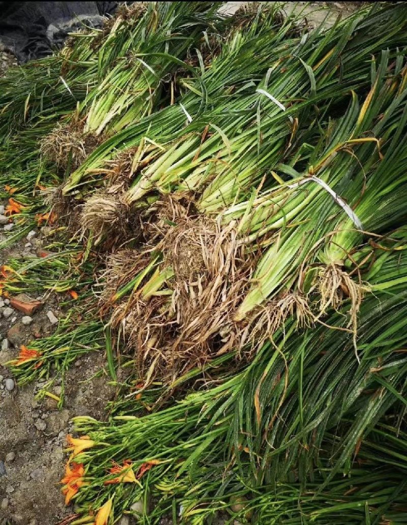 低价出售大花萱草地苗杯苗都有基地批发大花萱草