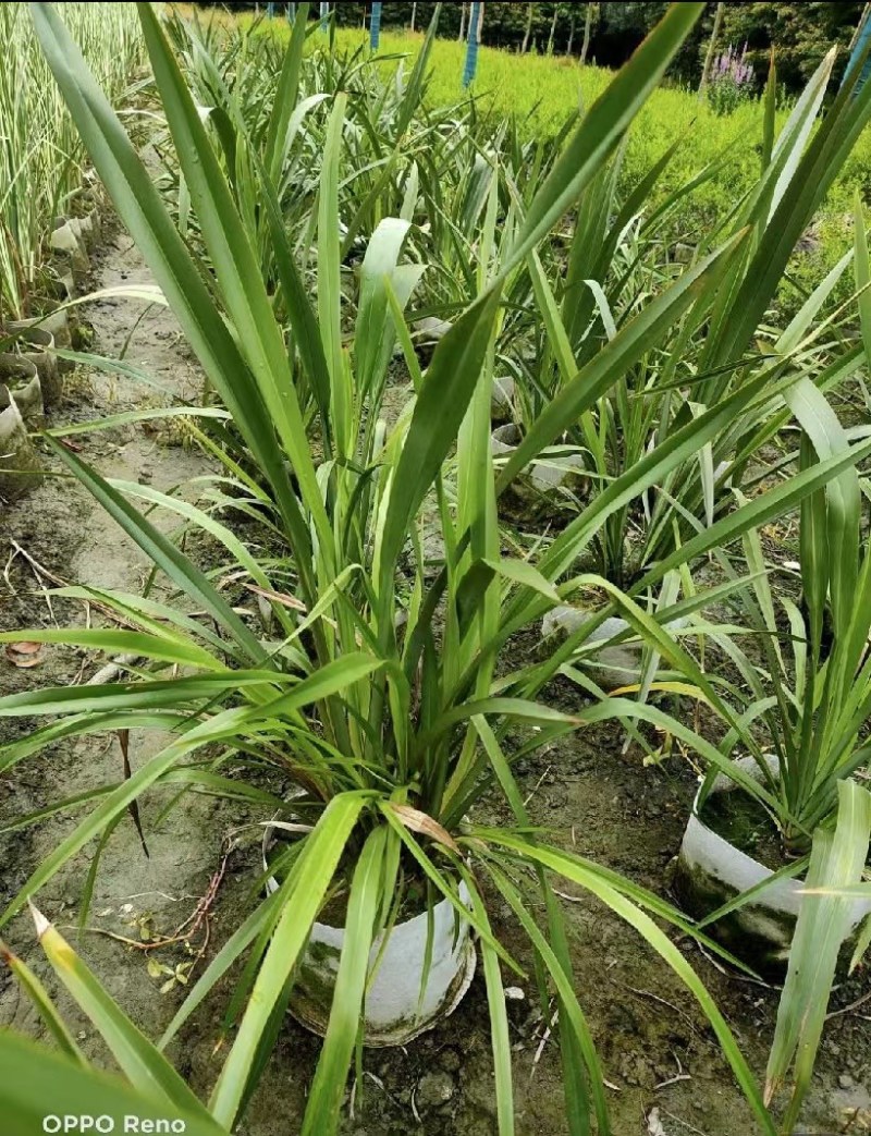 低价出售大花萱草地苗杯苗都有基地批发大花萱草