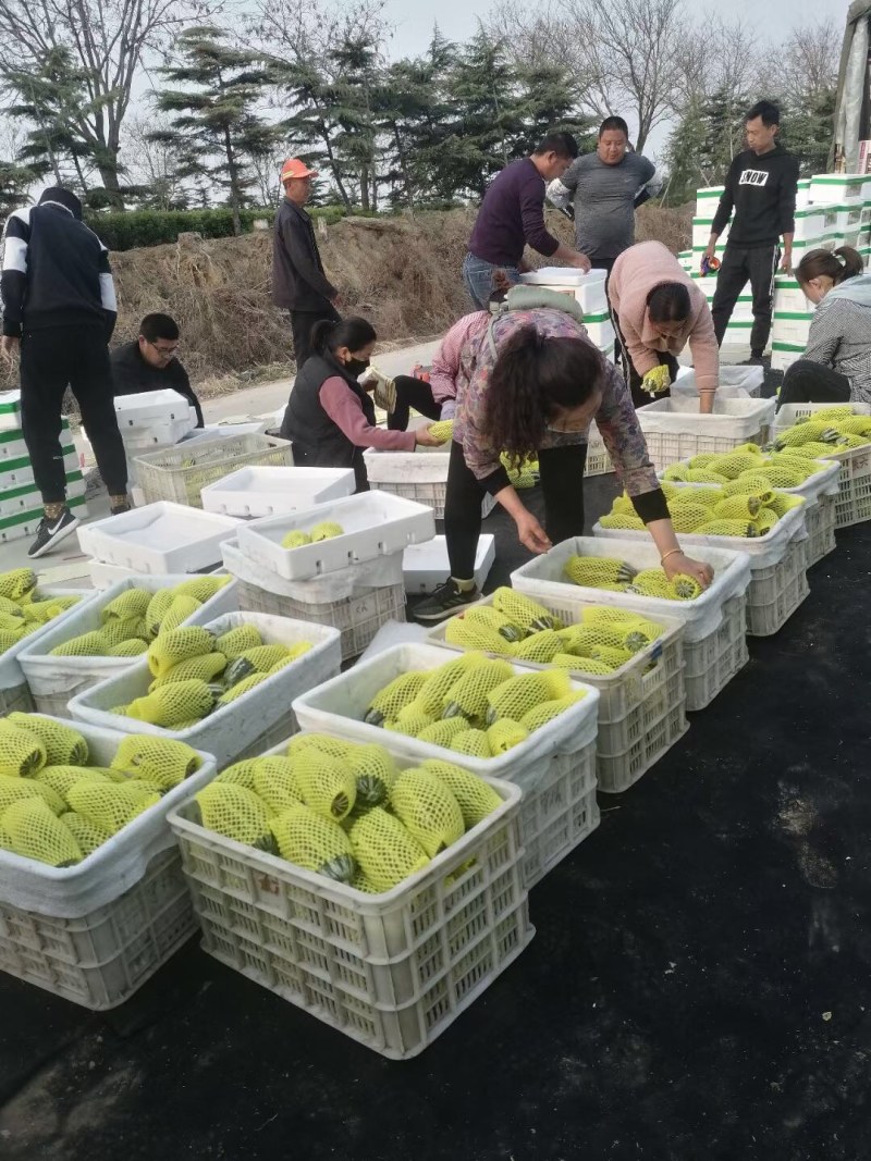 博洋9甜瓜，大量供应，可供电商，羊角蜜，山科蜜，