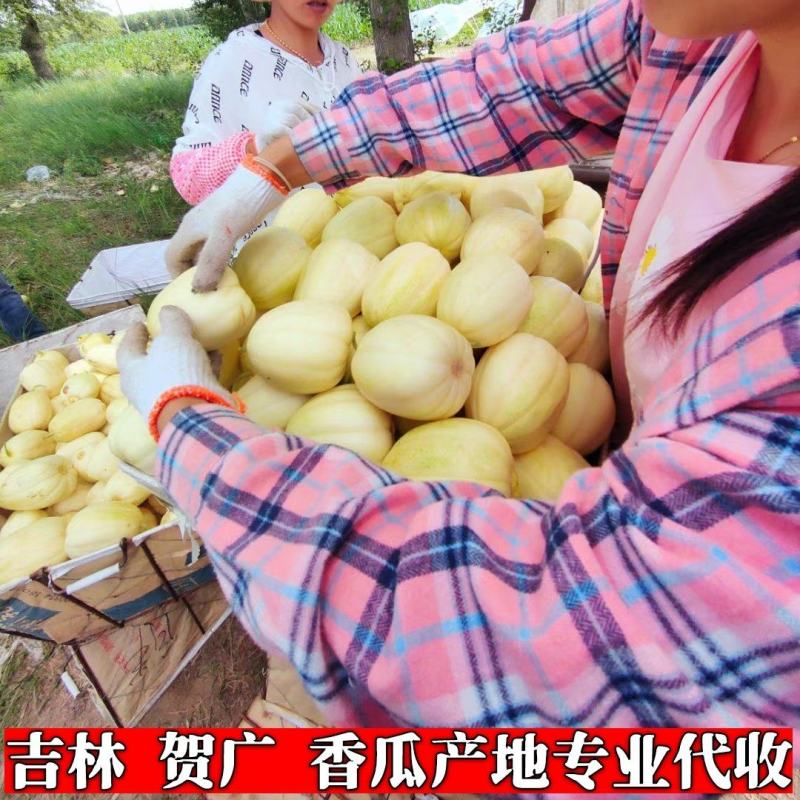 金妃香瓜冷棚香瓜大棚香瓜陆地香瓜今日价格产地代收